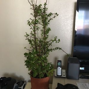 Meet your Posher, Edna